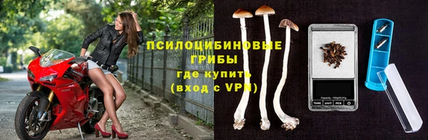 стаф Алзамай